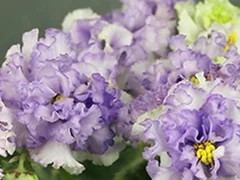 Фото Фиалка Ф-Лунные Зайчики (797-9)