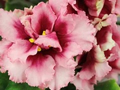Фото Фиалка АВ-Мечта Поэта (816-20)