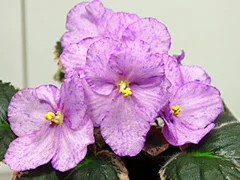 Фото сорта Buckeye Bellringer