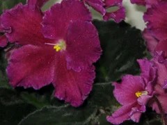 Фото сорта Buckeye Music Box