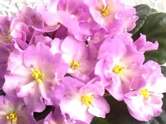 Фото сорта Hawaiian Pearl