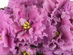 Фото Фиалка АВ-Розовый Барашек (779-21)