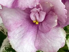 Фото Фиалка С-Анечка (24-46)