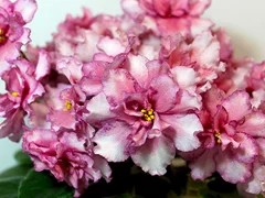 Фото Фиалка АВ-На Сладкое (761-40)