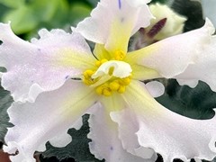 Фото Фиалка АВ-902-68, сеянец