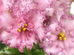 Фото Фиалка АВ-Воздушные Замки (794-3)
