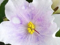 Фото Фиалка АВ-Хрустальное Счастье (898-39)