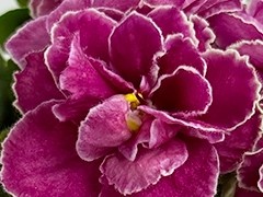 Фото Фиалка С-Лесная Земляника (25-58)
