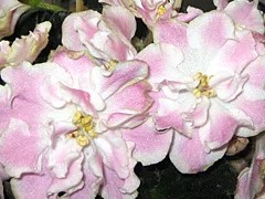 Фото сорта РС-Милашка