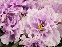 Фото Фиалка Ф-Пора Сирени
