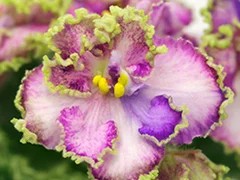 Фото Фиалка Ф-Самоцветы (856-33)