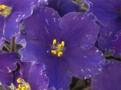 Фото сорта Dn-Ночной Донецк