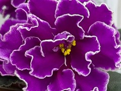 Фото Фиалка АВ-Пряная Роза (898-104)