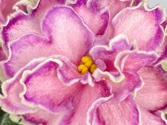 Фото Фиалка Ф-Малиновый Плен (883-10)