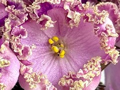 Фото Фиалка С-Август (26-40)