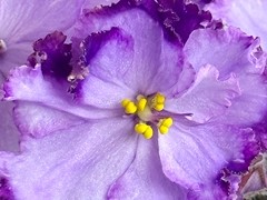 Фото Фиалка С-Смородина со Сливками (25-60)