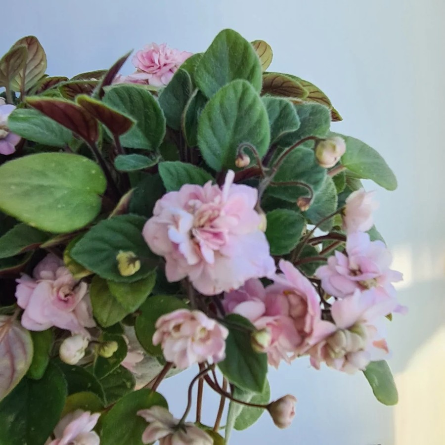 Фото Фиалка Pink Mint