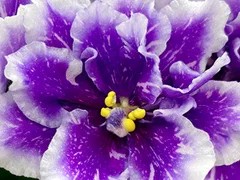 Фото Фиалка АВ-Бриллиантовый Дым (855-398)