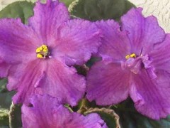 Фото сорта НК-Ирония Судьбы спорт