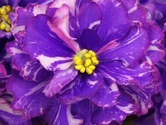 Фото Фиалка АВ-Аквадискотека (872-105)