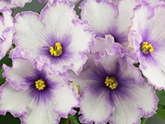 Фото Фиалка АВ-Миражи