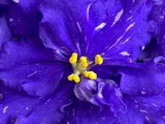 Фото Фиалка Ф-Дождь (855-112)