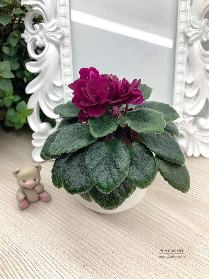 Фото Фиалка Precious Red