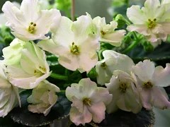 Фото сорта Ян-Колье Ярославля