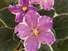 Фото сорта ВаТ-Лилу