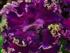Фото Фиалка АВ-Ночной Дозор (872-388)