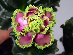 Фото сорта ЛЕ-Гортензия