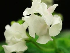 Фото Фиалка DS-Сады Любви