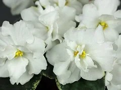 Фото Фиалка АВ-Невеста (790-3)