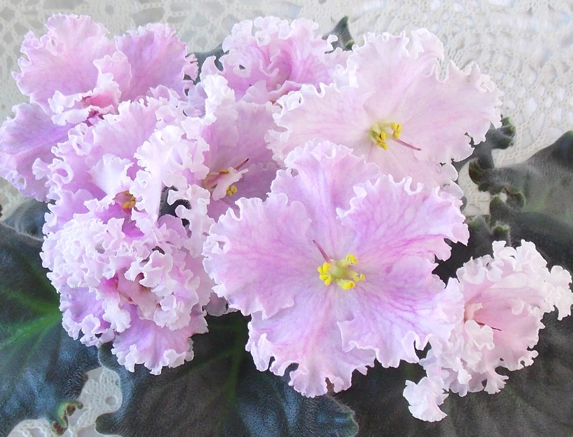 Фото Фиалка ВаТ-Любимая Внучка