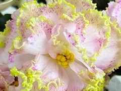 Фото Фиалка С-Лукум (25-50)