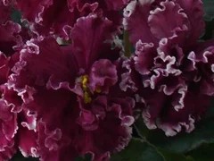 Фото сорта ЛЕ-Взбитые Сливки спорт