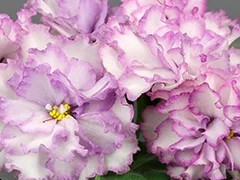 Фото Фиалка АВ-Сказочные Георгины, (809-202)