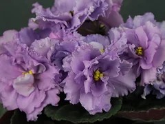 Фото Фиалка АВ-Лавандовый Мёд (780-29)