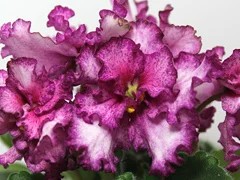 Фото Фиалка АВ-Земляника (754-12)