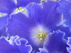 Фото сорта ЕК-Снег и Небо