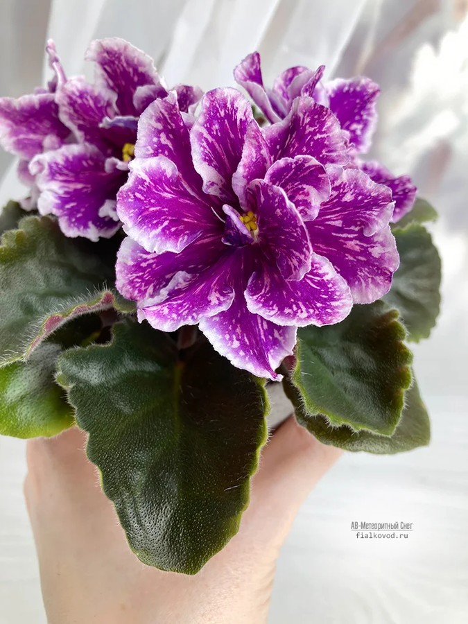 Фото Фиалка АВ-Метеоритный Снег (872-275)