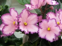 Фото сорта Austin's Smile