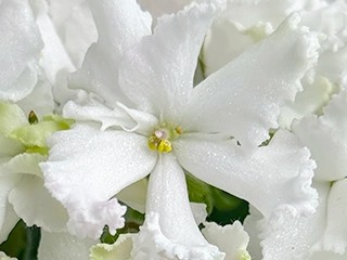 Фото Фиалка АВ-894-172, сеянец