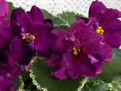 Фото сорта НК-София Ротару