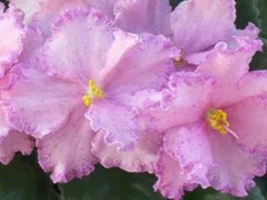 Фото сорта ВаТ-Девишник