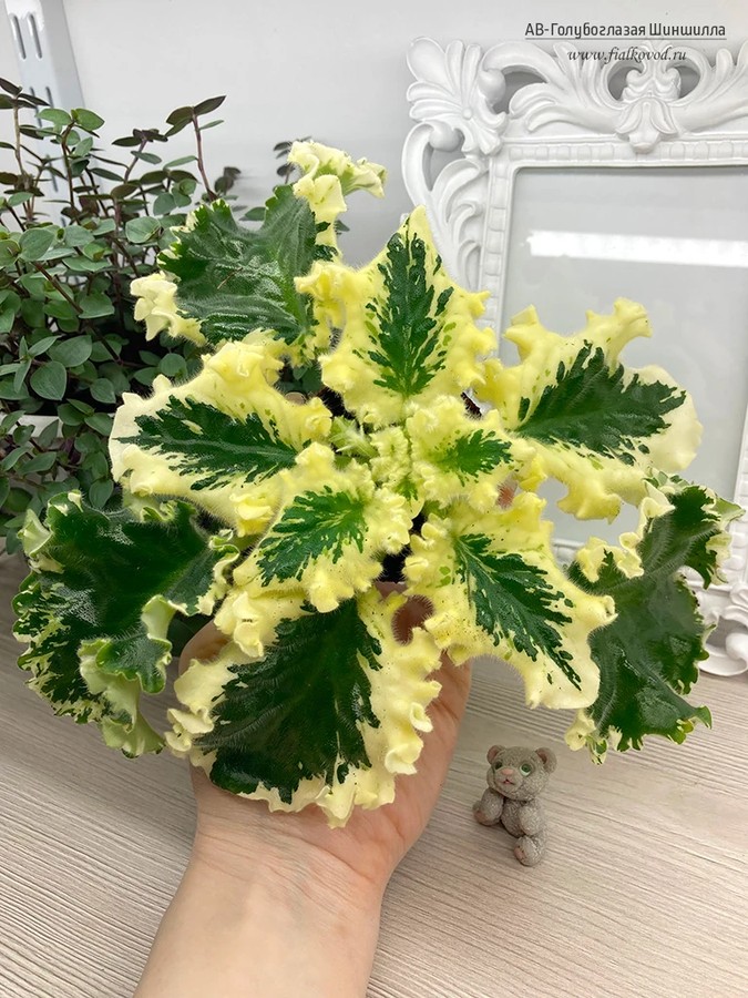 Наши новые сорта