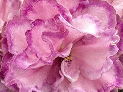 Фото Фиалка АВ-Шелковые Розы (876-74)