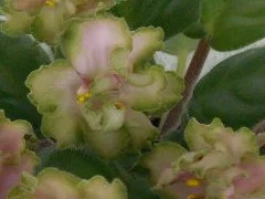 Фото сорта ЛЕ-Мери Поппинс