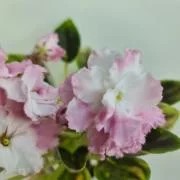 Фото Фиалка РС-Утренний Пляж