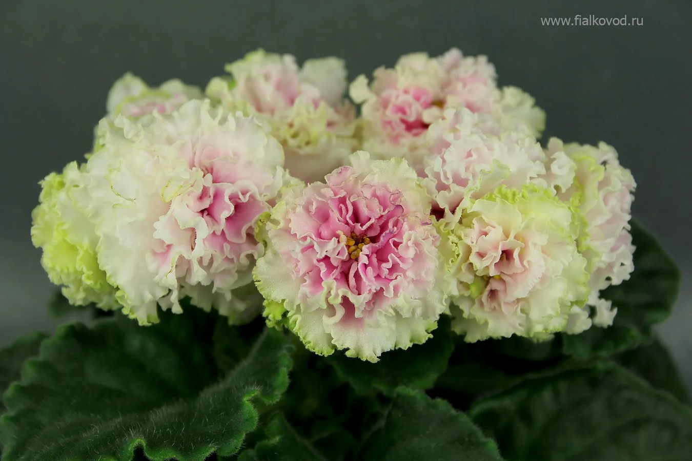 Фото Фиалка АВ-Экстаз (779-7)